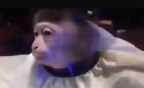 Image result for Cutting Monkey Hair Meme