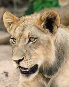 Image result for Teenage Male Lion