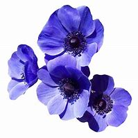 Image result for Purple Flower Clip Art No Background