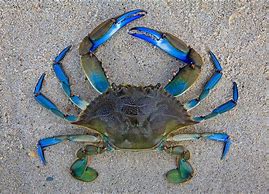 Image result for Clean Blue Crab