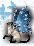 Image result for Cat with Butterfly Wings