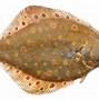 Image result for Flatfish Species