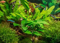 Image result for Aquarium Full of Flowers