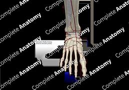 Image result for Dorsal Pedal Artery Anatomy