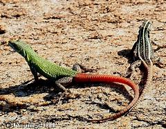 Image result for African Flat Lizard