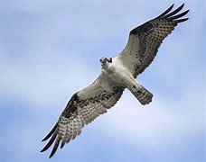 Image result for Osprey