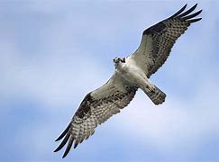 Image result for Osprey Night Flight