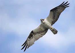 Image result for Adult Osprey Flight