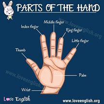 Image result for 1st Finger