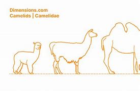 Image result for Camelids