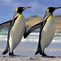 Image result for Penguin Laptop Wallpaper