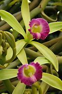 Image result for Vanilla Orchid Flower