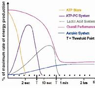 Image result for Creatine Energy System