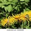 Image result for Inula Helenium