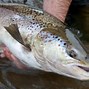 Image result for Salmon Fish Pic