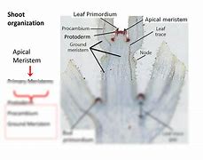 Image result for Root Cap Apical Meristem