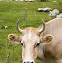 Image result for Cow JPEG