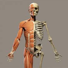 Image result for A Human Skeleton