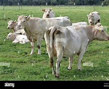 Image result for Cattle Herd