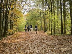 Image result for Lake District Horse Riding