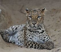 Image result for Java Leopard