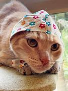 Image result for How to Make a Cat Bandana