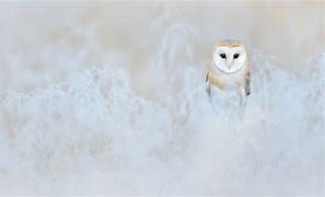 Image result for Barn Owl Wallpaper