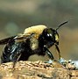 Image result for What Do Carpenter Bees Look Like