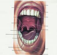 Image result for Parts of Oral Cavity