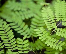 Image result for Small Leaf