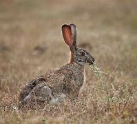 Image result for Indian Hare