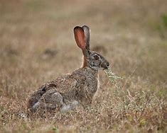 Image result for Angle Hare