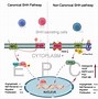 Image result for Shh Pathway Medulloblastoma