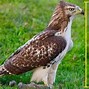 Image result for Human Hawk