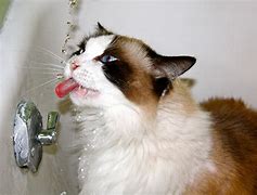 Image result for Drip Small Cat