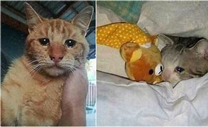 Image result for Muka Kucing Sedih Meme