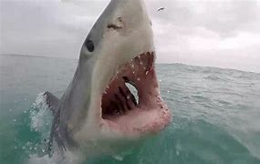 Image result for Real Shark in Jaws Filming