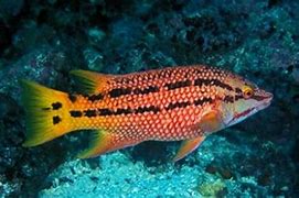 Image result for Galapagos Fish Chart