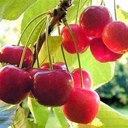 Image result for Flat Cherry Redf