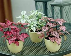 Image result for Small Indoor Tree Plant