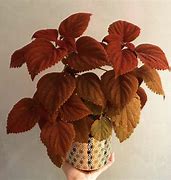 Image result for Orange Houseplants