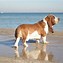 Image result for English Bulldog Basset Hound Mix