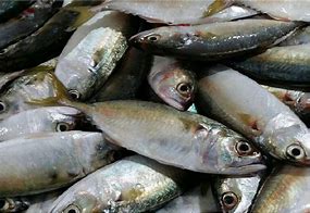 Image result for Indian Mackerel