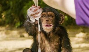 Image result for Little Naps Chimp