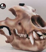 Image result for Bvear Skull Mask