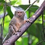 Image result for Pygmy Marmoset Tree Sap