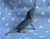 Image result for Russian Blue Rat