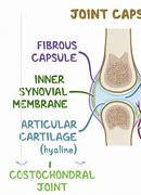 Image result for Cartilaginous Joints Function