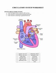 Image result for Human Circulatory System Worksheet