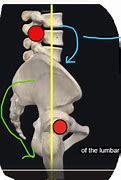 Image result for Plumb Line Skeleton Lateral